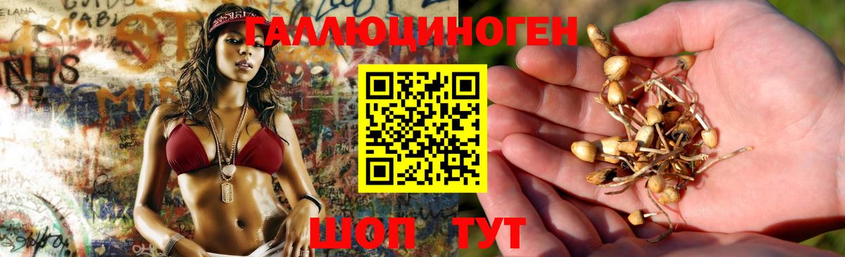 Галлюциногенные грибы Psilocybe  купить наркоту  Сертолово  Вход с VPN 